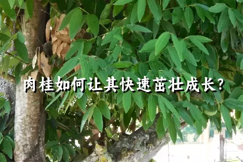 肉桂如何让其快速茁壮成长？