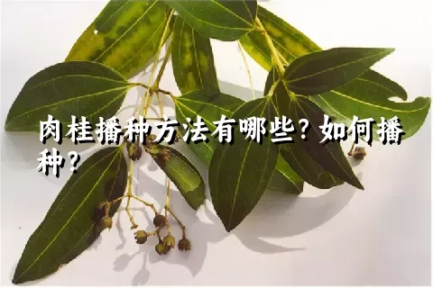 肉桂播种方法有哪些？如何播种？