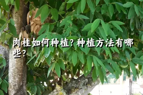 肉桂如何种植？种植方法有哪些？