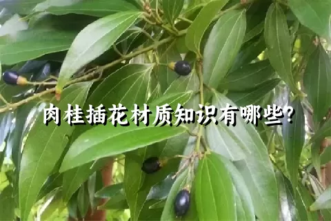 肉桂插花材质知识有哪些？