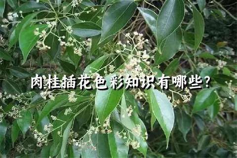 肉桂插花色彩知识有哪些？