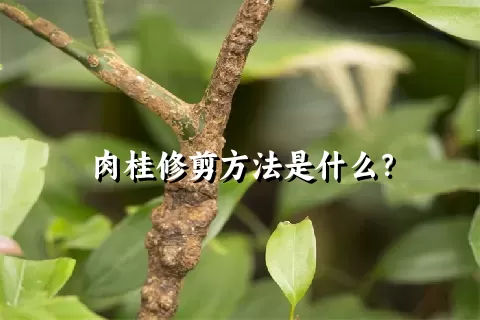 肉桂修剪方法是什么？