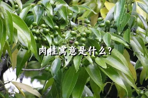 肉桂寓意是什么？