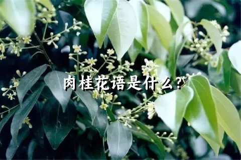 肉桂花语是什么？