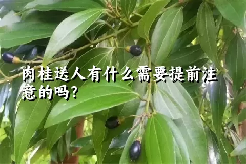 肉桂送人有什么需要提前注意的吗？