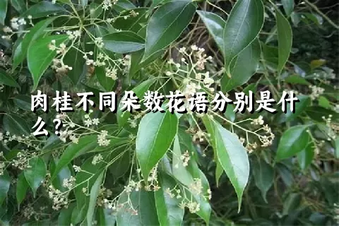 肉桂不同朵数花语分别是什么？