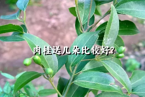 肉桂送几朵比较好？