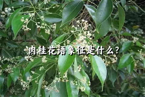 肉桂花语象征是什么？