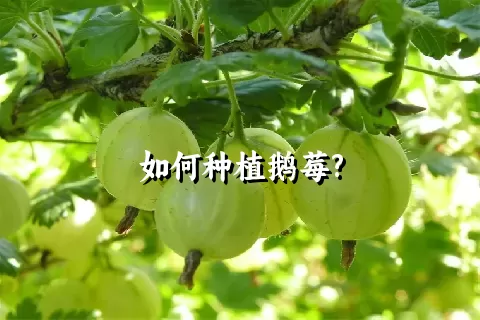 如何种植鹅莓?