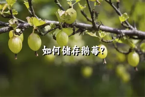 如何储存鹅莓?