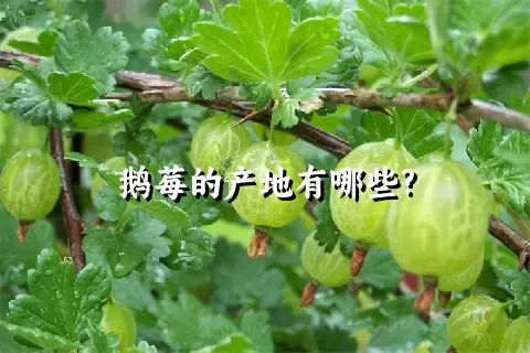 鹅莓的产地有哪些?