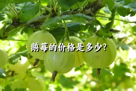 鹅莓的价格是多少?