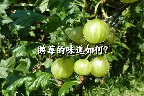 鹅莓的味道如何?