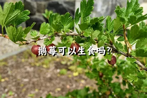 鹅莓可以生食吗?