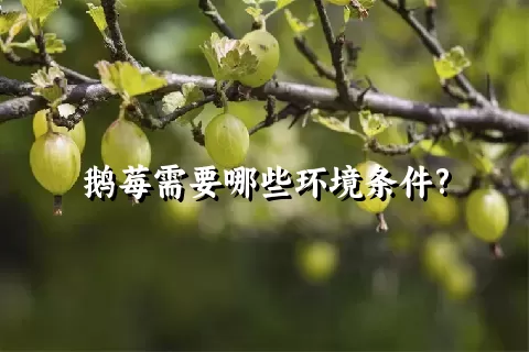 鹅莓需要哪些环境条件?