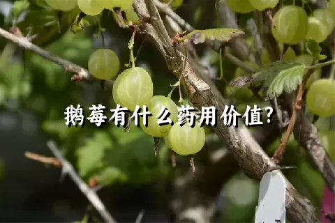 鹅莓有什么药用价值?