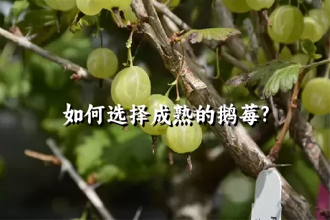 如何选择成熟的鹅莓?