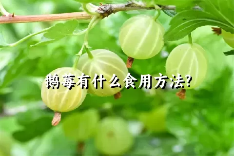 鹅莓有什么食用方法?