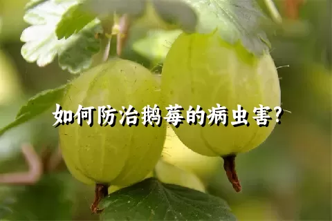 如何防治鹅莓的病虫害?