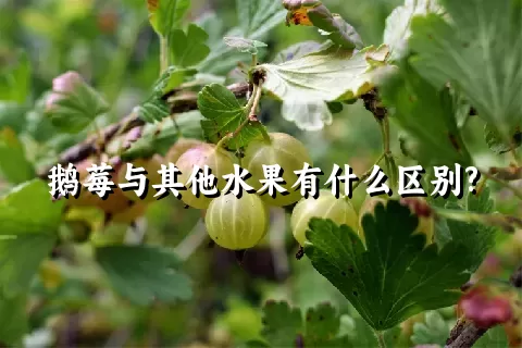 鹅莓与其他水果有什么区别?