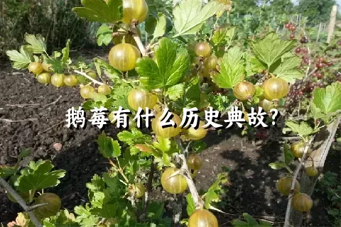 鹅莓有什么历史典故?