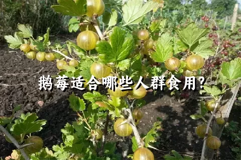 鹅莓适合哪些人群食用?