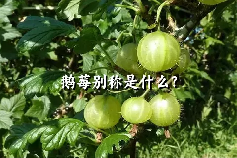 鹅莓别称是什么？