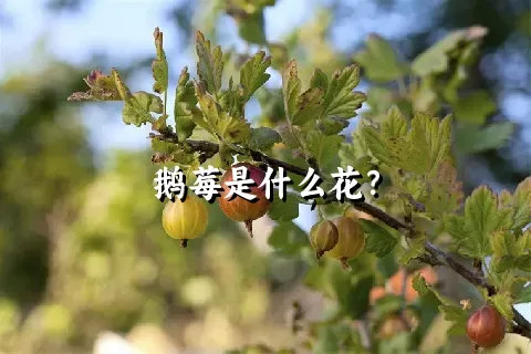 鹅莓是什么花？