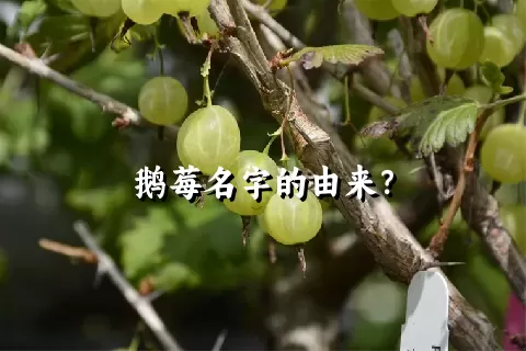 鹅莓名字的由来？