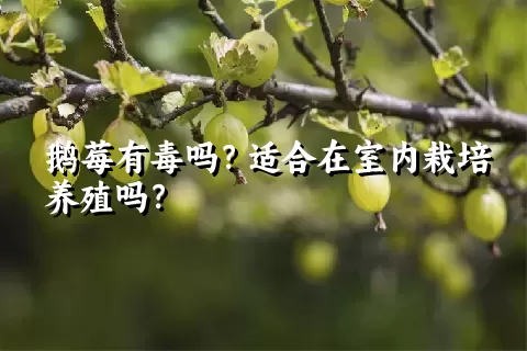 鹅莓有毒吗？适合在室内栽培养殖吗？