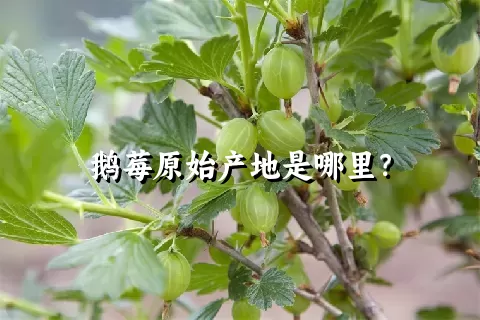 鹅莓原始产地是哪里？