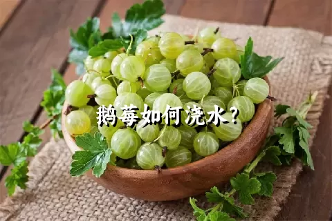 鹅莓如何浇水？