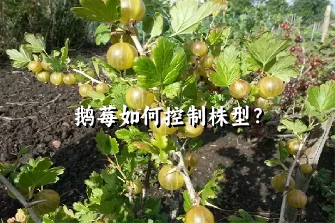 鹅莓如何控制株型？