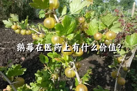 鹅莓在医药上有什么价值？