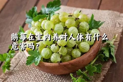 鹅莓在室内养对人体有什么危害吗？