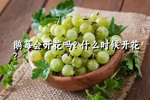 鹅莓会开花吗？什么时候开花？