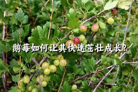 鹅莓如何让其快速茁壮成长？