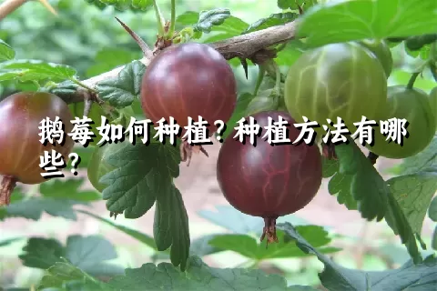 鹅莓如何种植？种植方法有哪些？