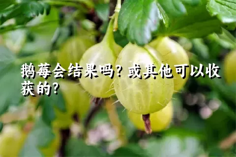 鹅莓会结果吗？或其他可以收获的？