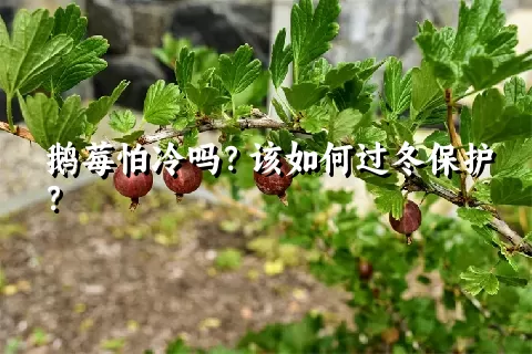 鹅莓怕冷吗？该如何过冬保护？