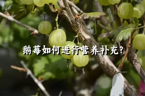 鹅莓如何进行营养补充？