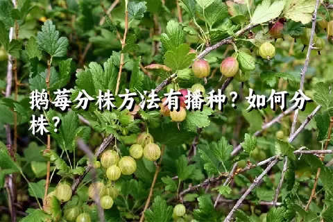 鹅莓分株方法有播种？如何分株？