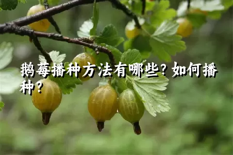 鹅莓播种方法有哪些？如何播种？