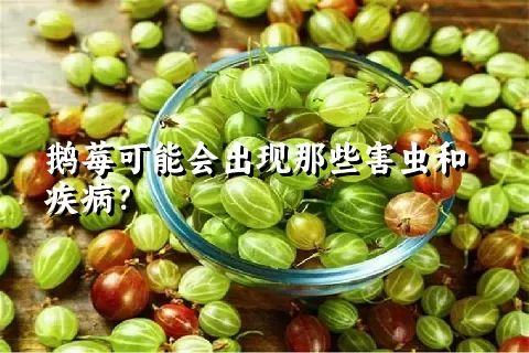 鹅莓可能会出现那些害虫和疾病？