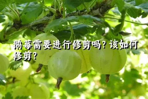 鹅莓需要进行修剪吗？该如何修剪？