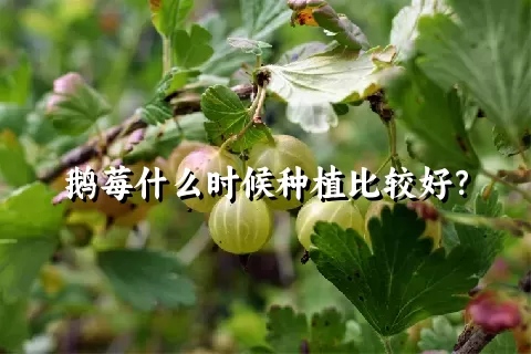 鹅莓什么时候种植比较好？