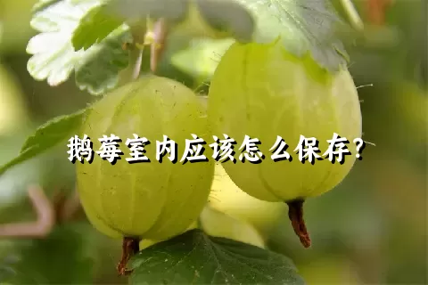 鹅莓室内应该怎么保存？