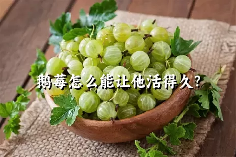 鹅莓怎么能让他活得久？