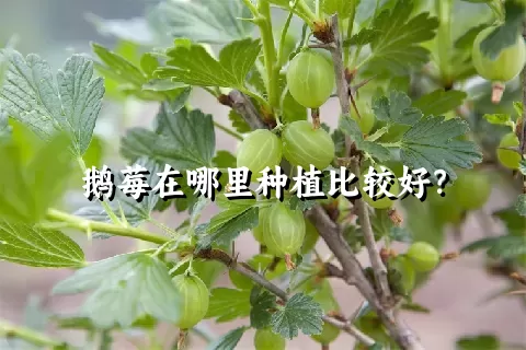 鹅莓在哪里种植比较好？