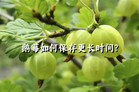 鹅莓如何保存更长时间？